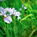 Beautiful Louisiana Hybrid Iris