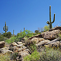 Saguaro Cacti Arizona Desert