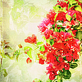 Vintage Bougainvillea San Diego California